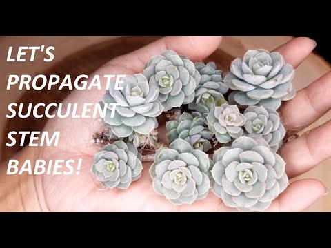 Video: Is mijn succulent groeiende pups – Hoe herken ik pups op vetplanten?