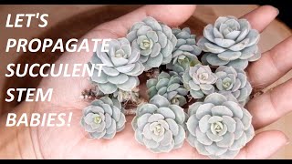 #46 Propagate and separate succulent stem babies or succulent offsets