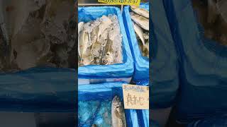 早いもの勝ち!デカい!アジが二匹1000円!バロー茶が崎店