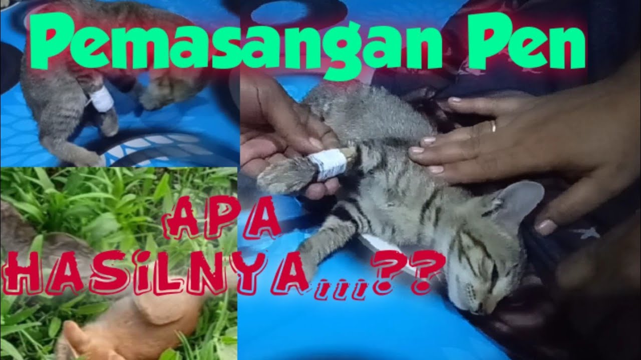 Pemasangan Gips pada kaki Kucing Patah || Pertolongan Pertama