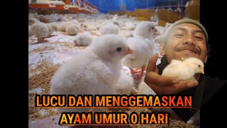 MAIN KE KANDANG AYAM CLOSE HOUSE NARATAS GROUP CIAMIS