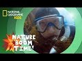 Kelp Forest Ecosystem and Species