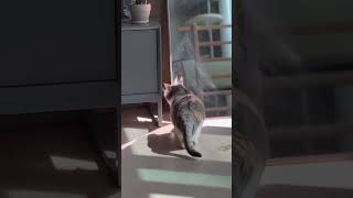 아이폰16프로 시네마틱 야옹이 찍을 맛이 나 #vlog #브이로그 #cat #먼치킨