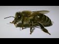 ответы на вопросы - свищевые матки на пасеке у пчеловода