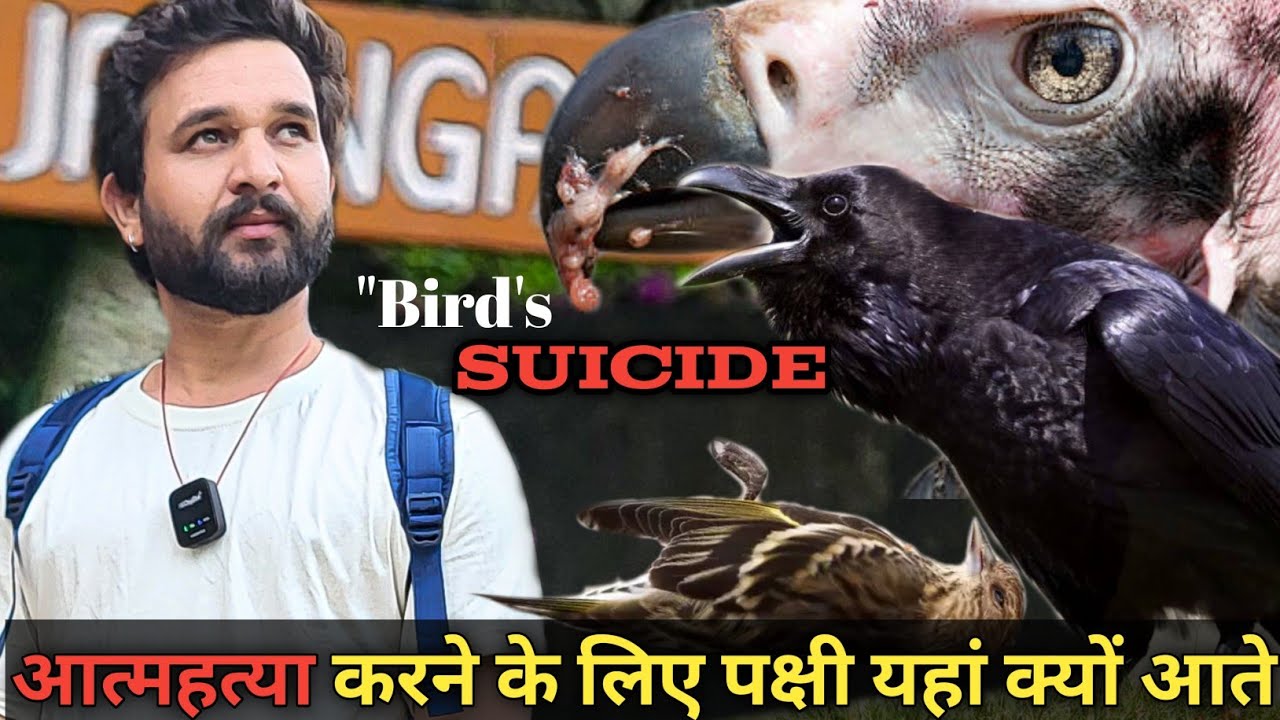 लाखों किलोमीटर दूर से प्रवासी पक्षी यहां खुद को मारने आते।। अमावस्या की रात को आत्महत्या करते पक्षी
