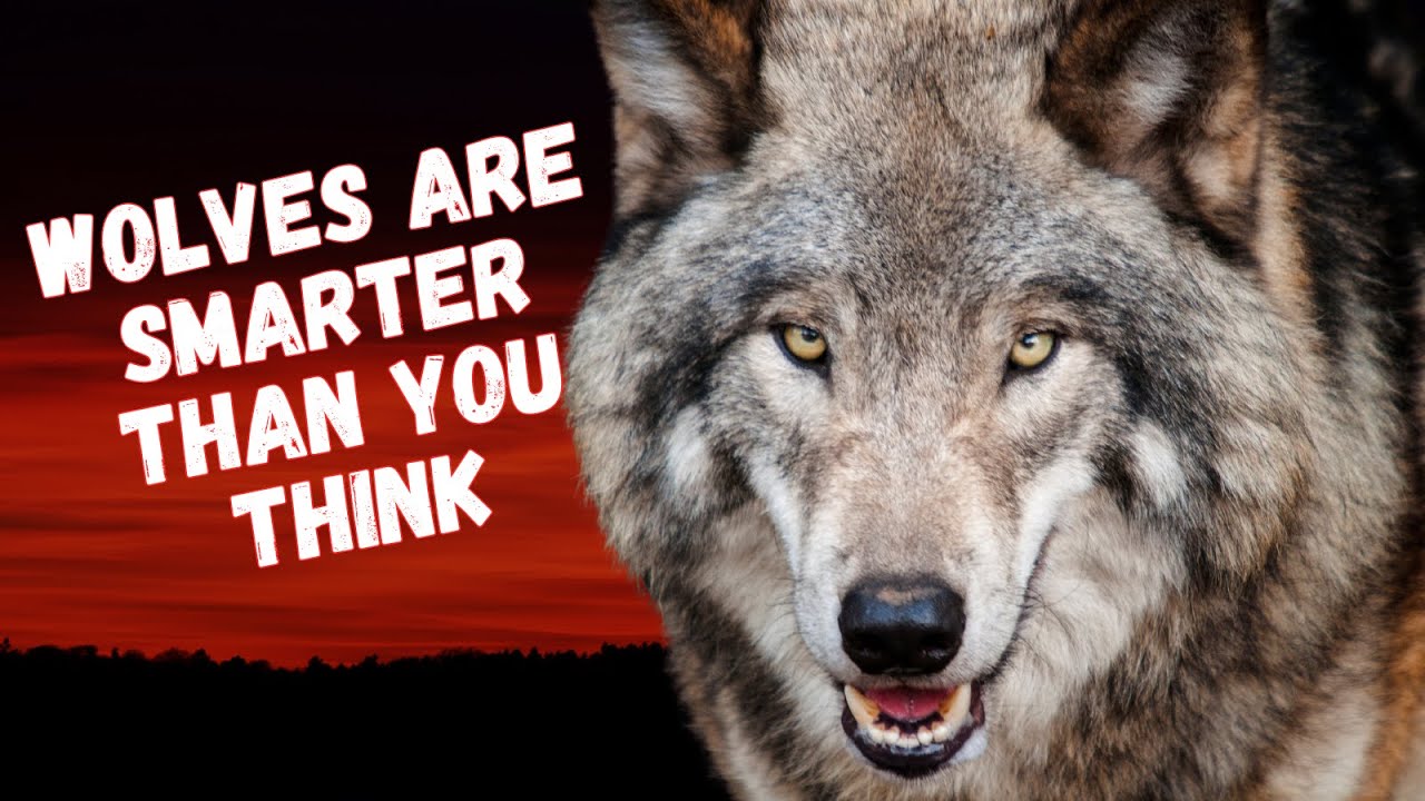 Wolves Are Smarter Than You Think