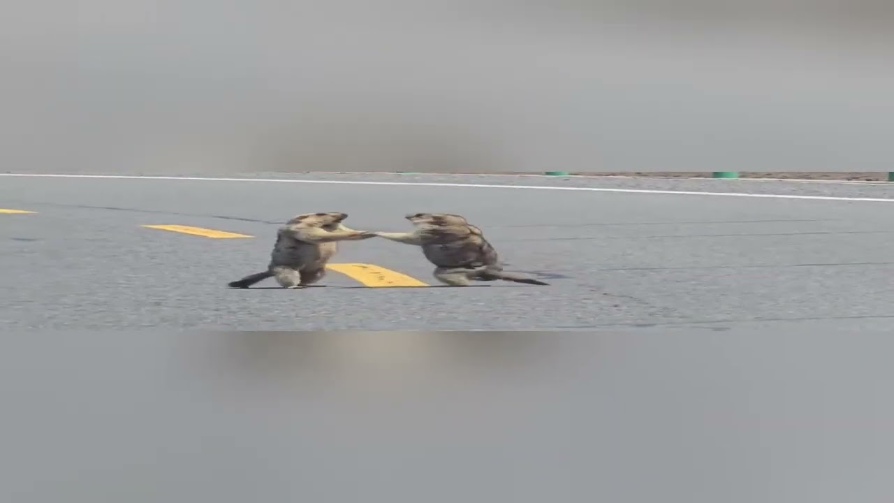 Groundhogs Beefing On Road, Traffic Patiently Waits - 