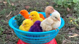 World Cute Chickens, Colorful Chickens, Rainbows Chickens, Cute Ducks, Cat, Rabbits,Cute Animals