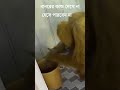 বানরের কান্ড দেখে না হেসে পারবেন না | #monkey #shortsvideo #funny #pet  #animals #comedyvideos