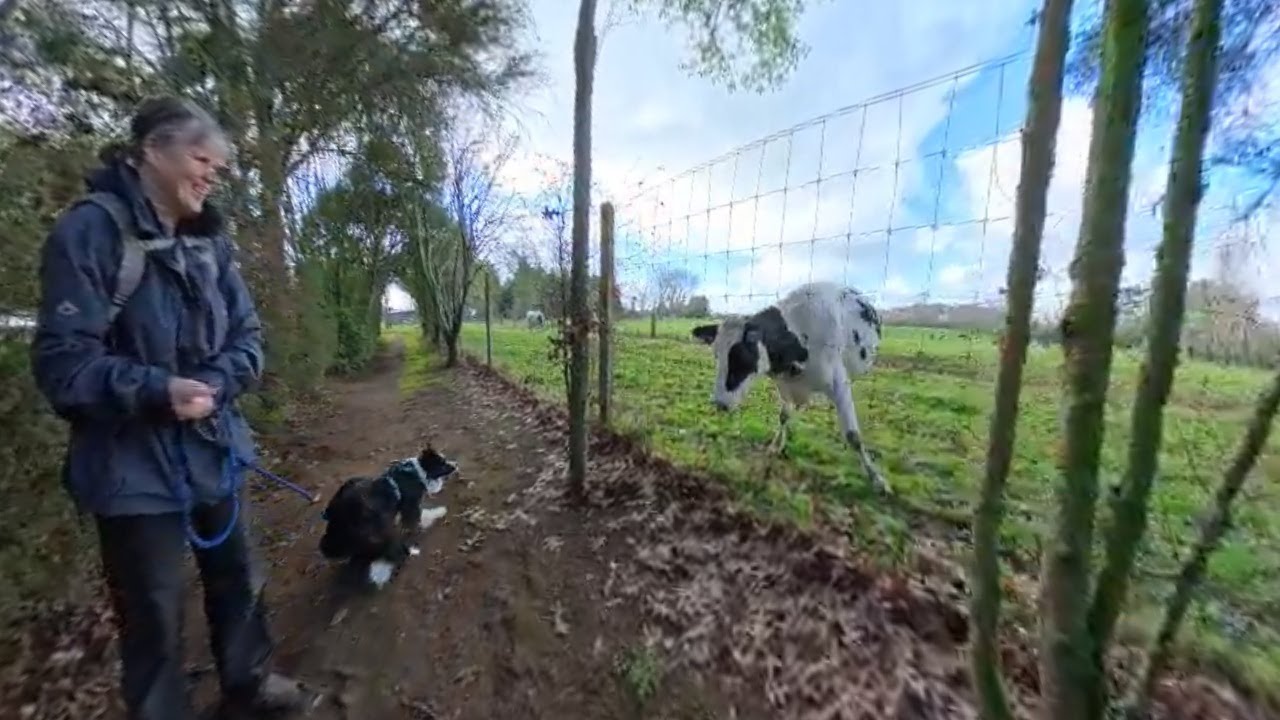 Newstead Walk, Hamilton, New Zealand,  Virtual dog walk with Lucky the Border Collie