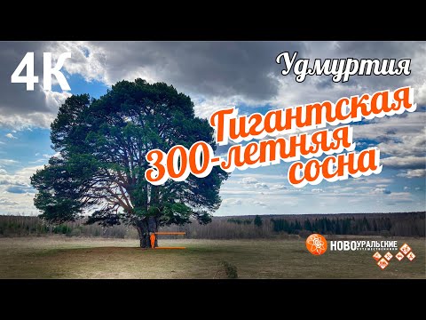Трёхсотлетняя сосна Удмуртии - уникальное место силы 4К