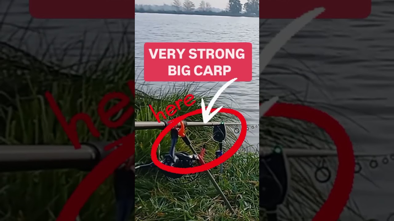 VERY STRONG  BIG CARP  