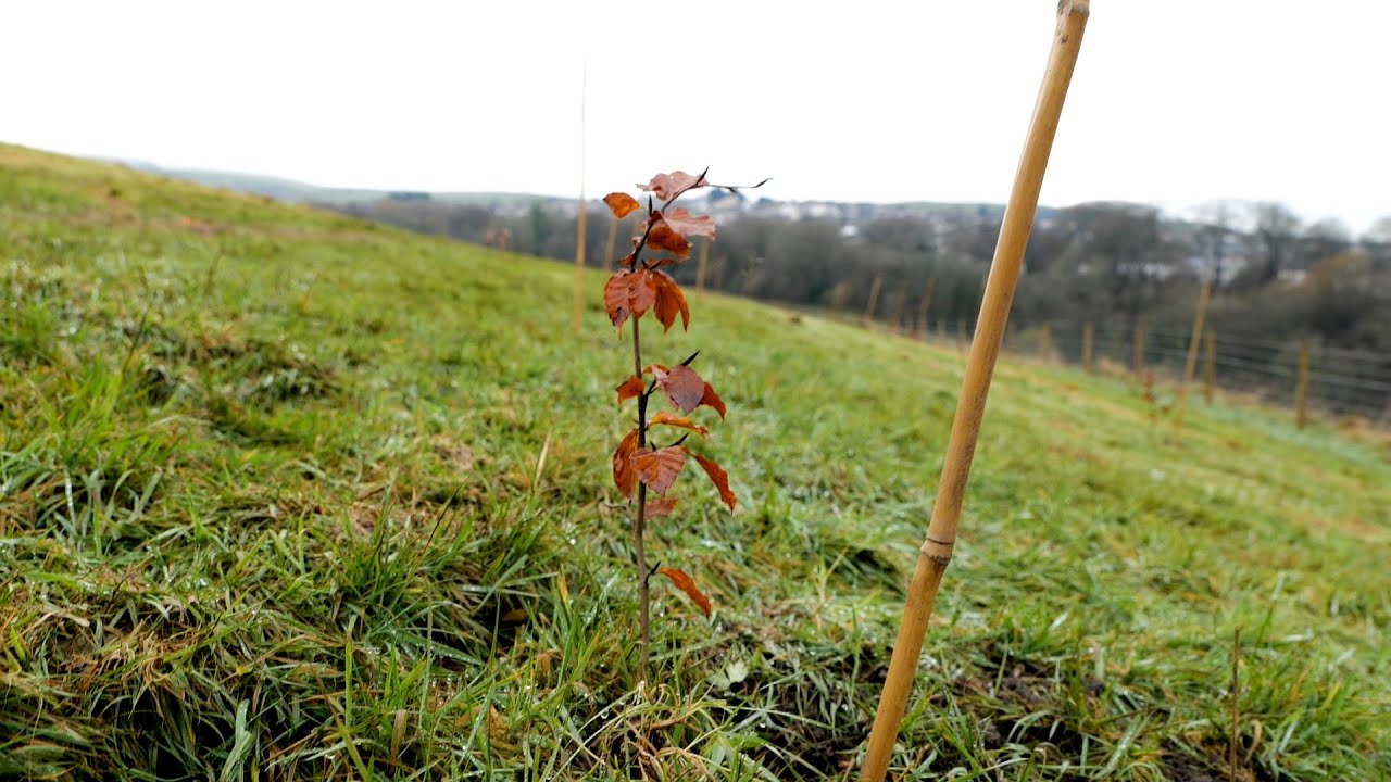 Free tree for every home in Wales