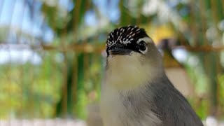 Terapi dan Pancingan Opior JAmbul - Para Opior MAnia Pakai Ini Untuk Burungnya Biar Cepat Gacor