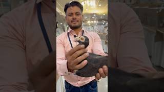 English Carrier Pigeon Show Quality