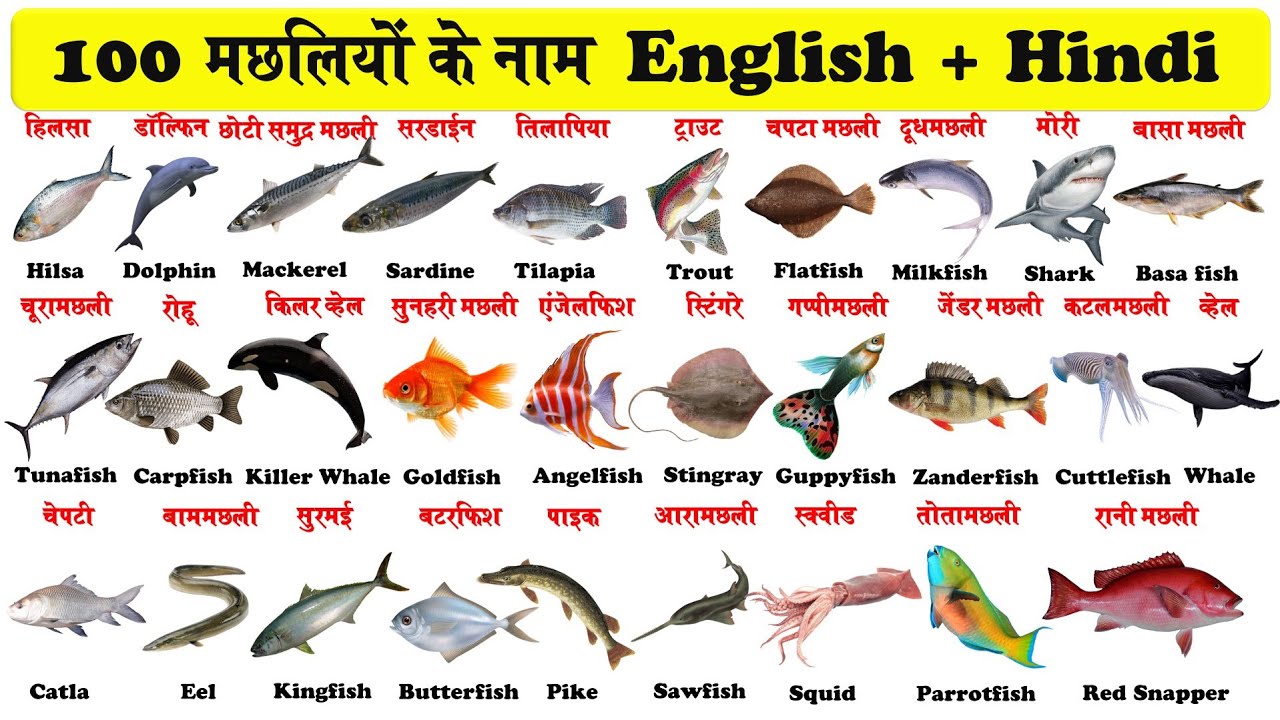 fish business plan in hindi