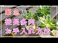 【多肉植物】緊急！長雨で多肉が徒長してお困りの方へ！