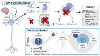 Dose Response Of Gene Therapy For Ab-Variant Gm2 Gangliosidoses In A Mouse Model Using Aav9
