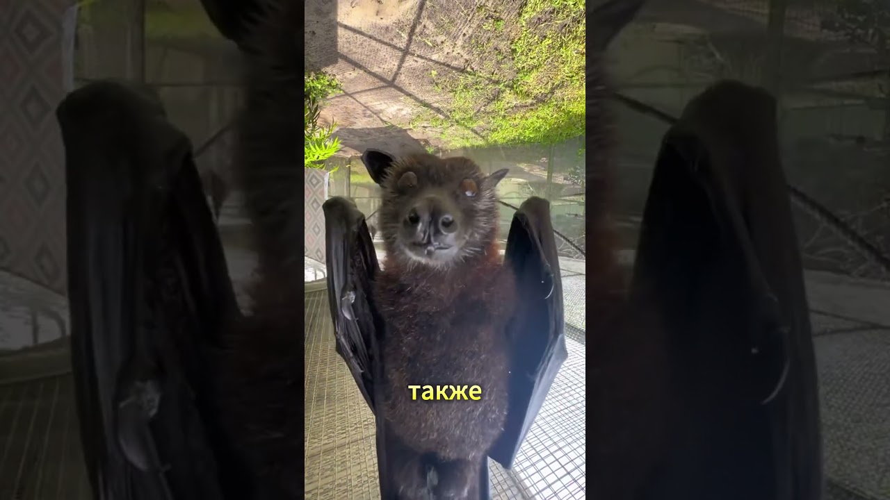 Летучие мыши: Загадка ночного мира #животные #animals #летучаямышь #тикток #факты #хочуврек #топ