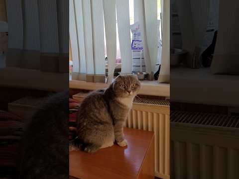 Выпросил.