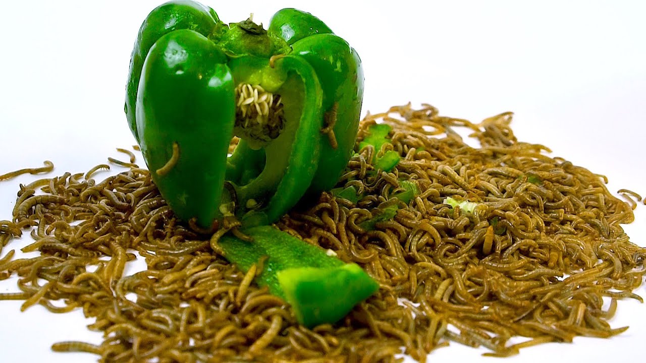 10000 Mealworms Eating Green Pepper ASMR Pets Asmr Video YouTube