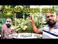 ලංකාවේ ඇපල්, ඇපල් වගාවේ සියලු රහස් - Sri lankan apple garden, apple wagawa