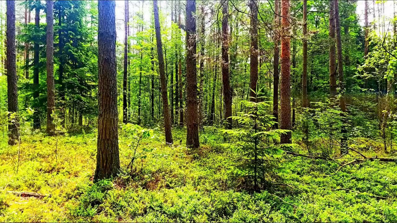 Звуки леса в формате 4K для успокоения 🌿 Умиротворяющее пение птиц и зелень для релаксации🌿