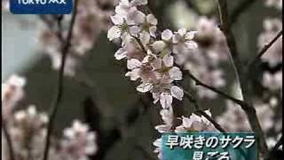 早咲きのサクラ見ごろ
