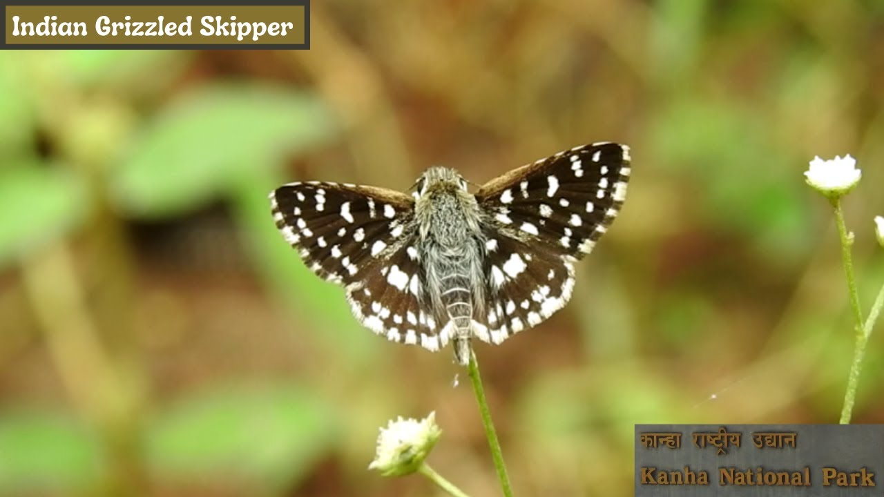 Indian Grizzled Skipper-Butterfly of Kanha #20