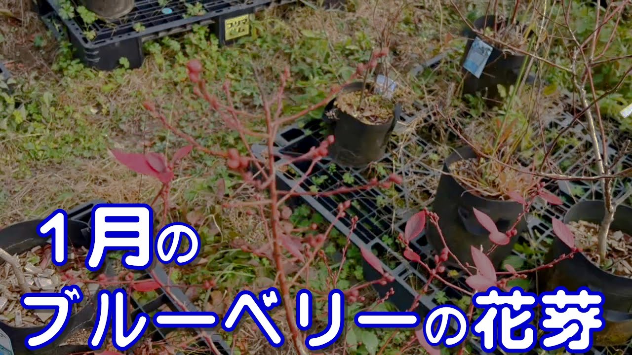 第81回「1月のブルーベリーの花芽紹介」の巻【ド素人果樹栽培】