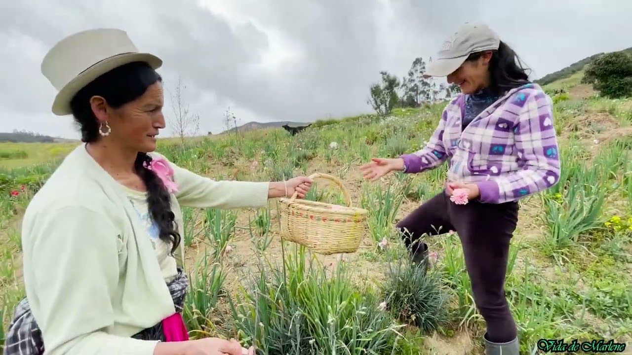 Claveles para los nervios🌷🌺