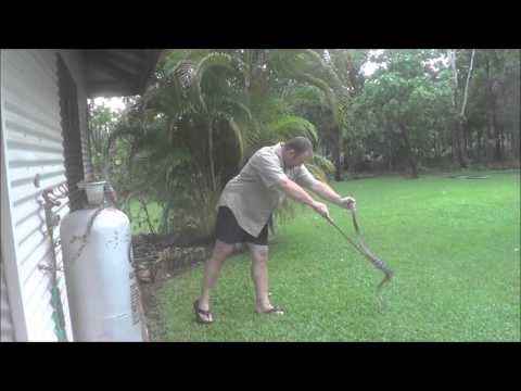 Carpet snake catch