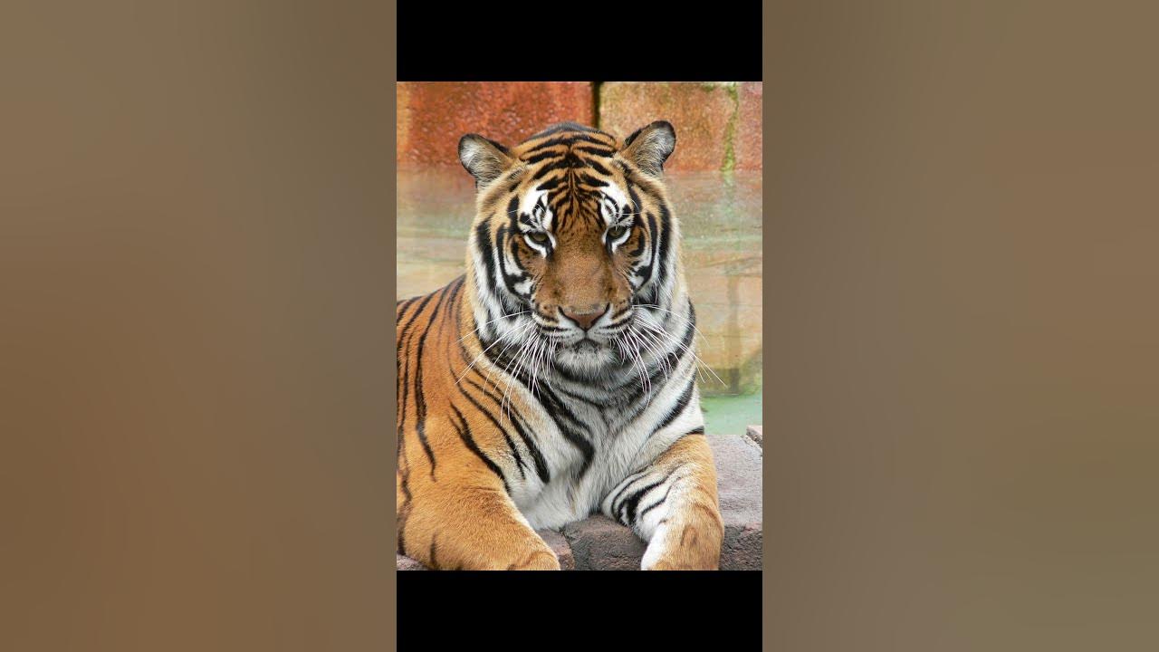 яка ти тварина по знаку зодіака¿🐱🐶🐺🦊🐯🐆🐎🐬 #тварина - YouTube