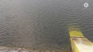 Download Lagu small fishes in the pond MP3