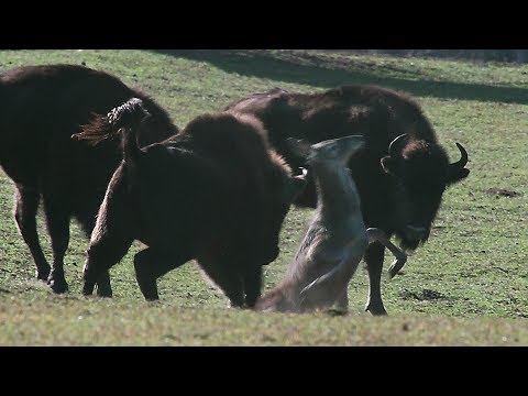 Стадо зубров на одного оленя [Не для впечатлительных] | Film Studio Aves