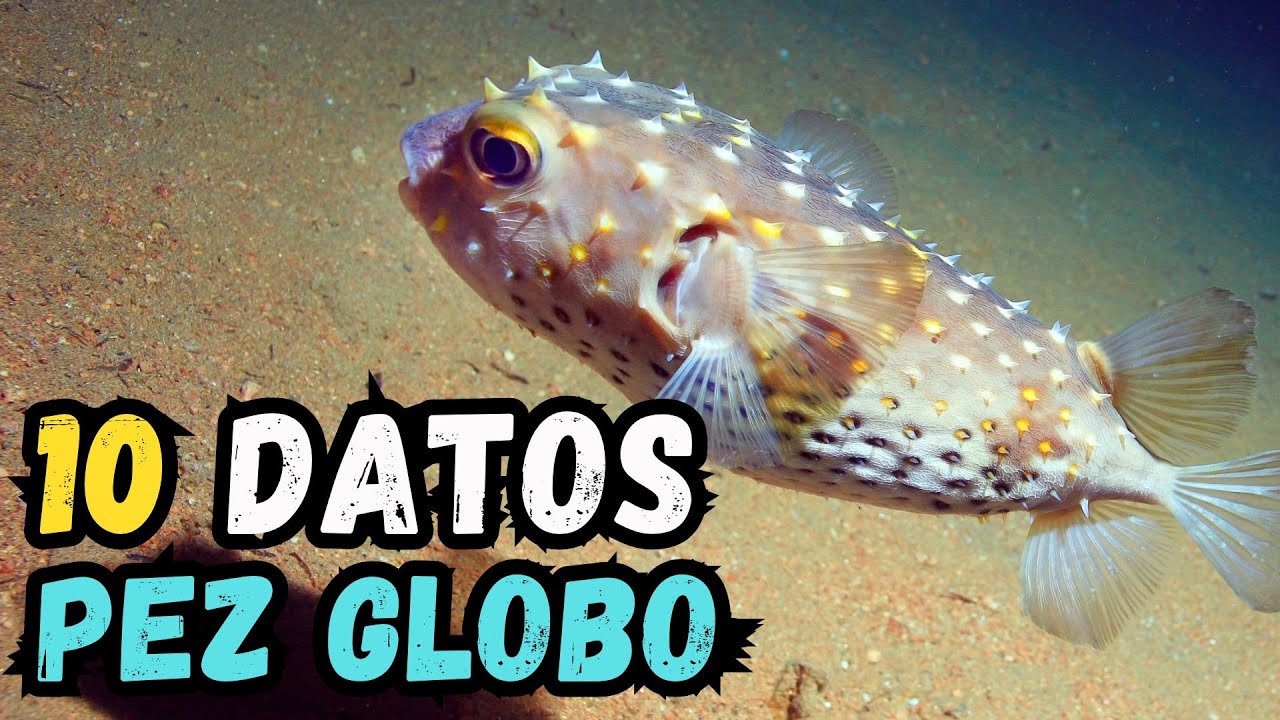 10 Datos Curiosos del Pez globo - ¿Es tan peligroso como cuentan?