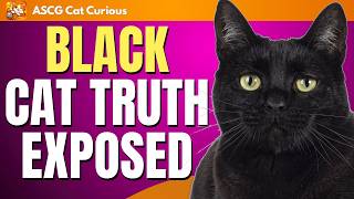 Ultimate Black Cat Facts Compilation | Myths vs Facts, Famous Black Cats, Why Movies Made Them “Bad”