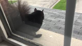Squirrel wakes up from nap on window sill