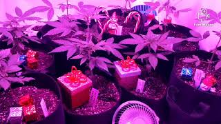 21 and Older!! A Merry Veg Tent Update!!