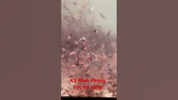 bột cá trê vàng rặc . bột biết ăn thức ăn khoẻ mạnh LH :086.939.1478