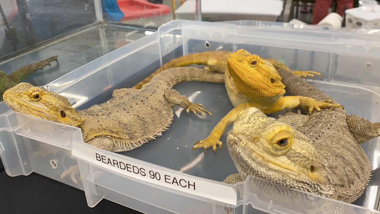 Expor Reptile New Hampshire EUA YouTube