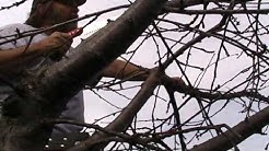 Cherry Tree Pruning