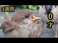 ヒナ達、順調に育ってます【すずめ日記】