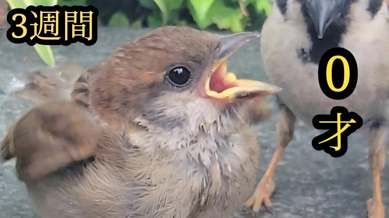 ヒナ達、順調に育ってます【すずめ日記】