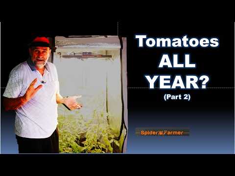 How I Made My Tomatoes Grow Like Crazy, Indoors!, Part 2: