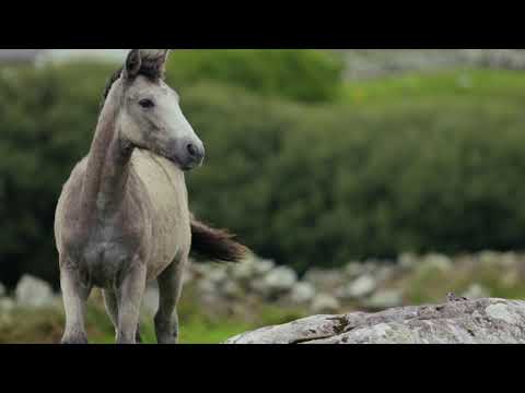 Zoolion |#shorts/Animal Planet| Forests |Education| Animal lovers |funny |wildearth/ WAPanimals,2021