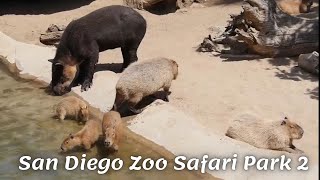 San Diego Zoo Safari Park part 2 | Travel vlog