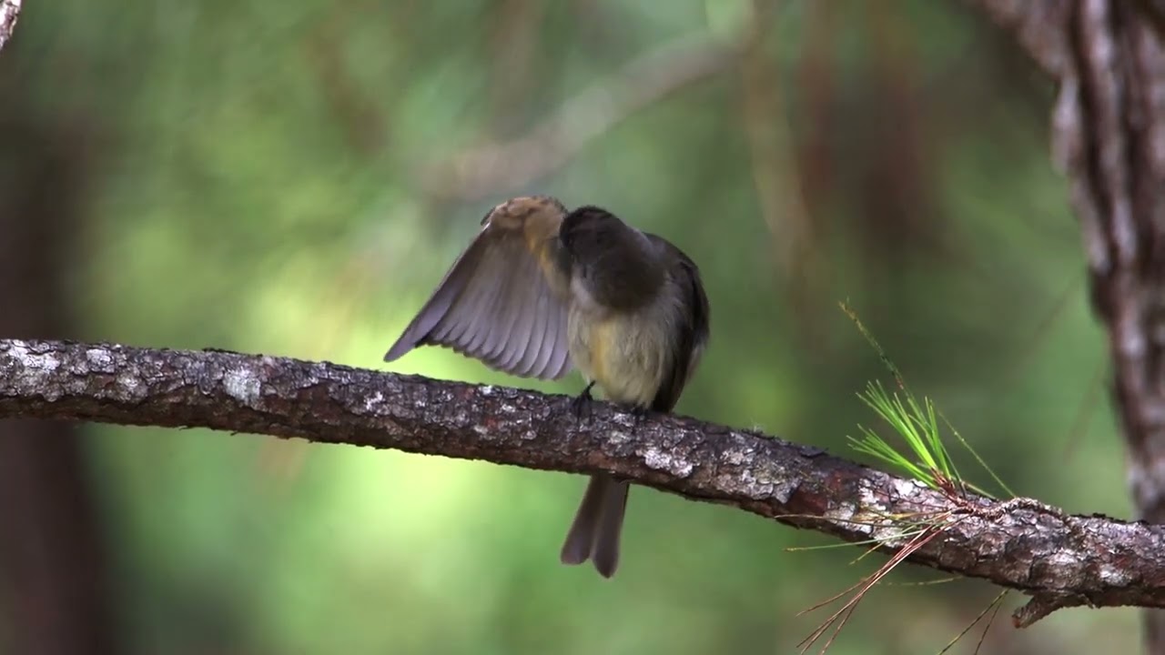 La Maroíta y su canto (Contopus hispaniolensis) endémica de la isla La Española.