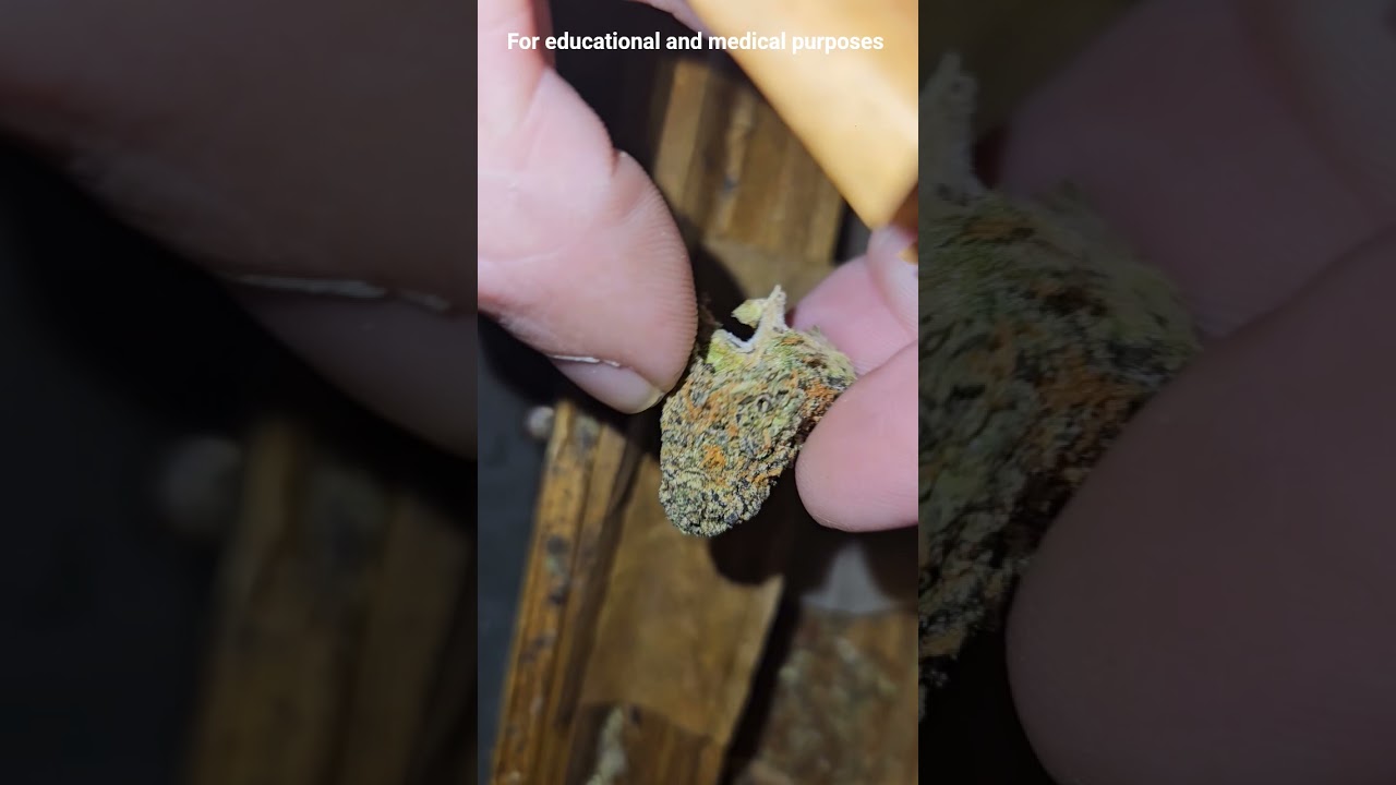 Al capone 5 pk mini blunts