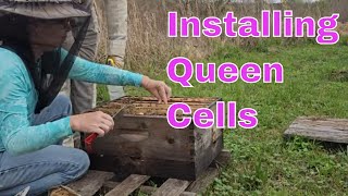 ☯️ Installing Queen Cells In Mating Nucs - #queenrearing